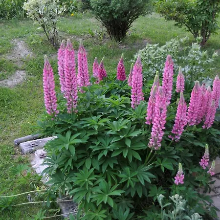 Апартаменти Haus Vira