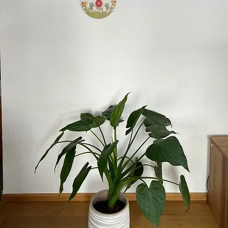 Apartment Haus Vira Zermatt