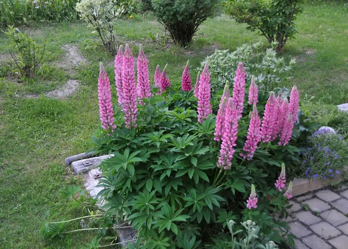 アパート Haus Vira