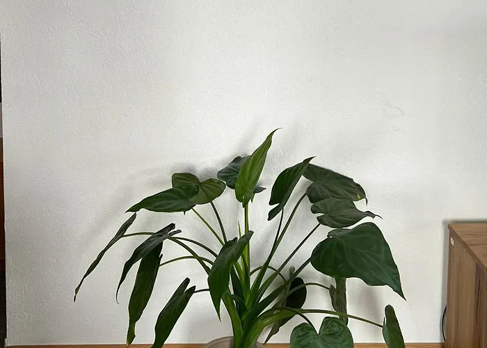 アパート Haus Vira ツェルマット